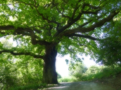 Naturpark Lahn-Dill-Bergland- Naturerlebnistermine ...